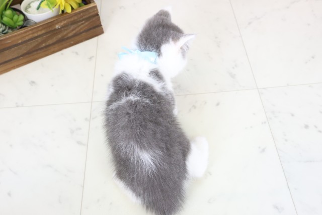 岡山県のブリティッシュショートヘアー (Coo&RIKU岡山店/2026年1月11日生まれ/男の子/ブルーホワイト)の子猫の4枚目の画像