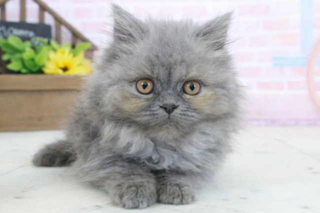 福岡県のブリティッシュロングヘアー (Coo&RIKU黒崎店/2026年1月11日生まれ/女の子/ブルー)の子猫の1枚目の画像