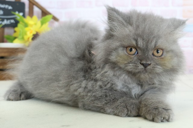 福岡県のブリティッシュロングヘアー (Coo&RIKU黒崎店/2026年1月11日生まれ/女の子/ブルー)の子猫の2枚目の画像