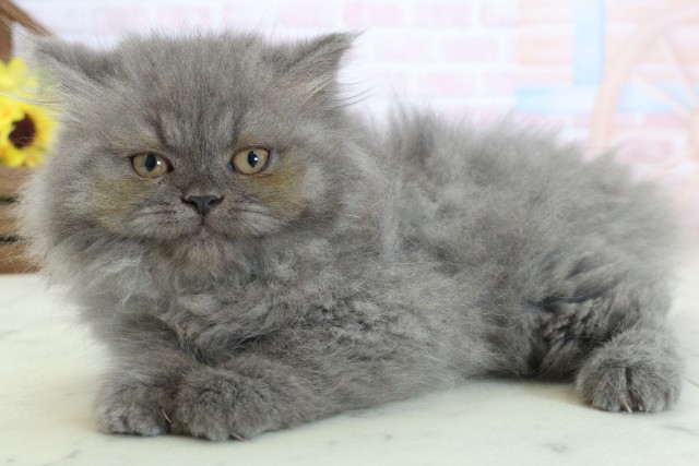 福岡県のブリティッシュロングヘアー (Coo&RIKU黒崎店/2026年1月11日生まれ/女の子/ブルー)の子猫の3枚目の画像