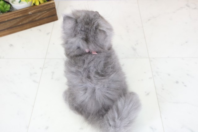 福岡県のブリティッシュロングヘアー (Coo&RIKU黒崎店/2026年1月11日生まれ/女の子/ブルー)の子猫の4枚目の画像