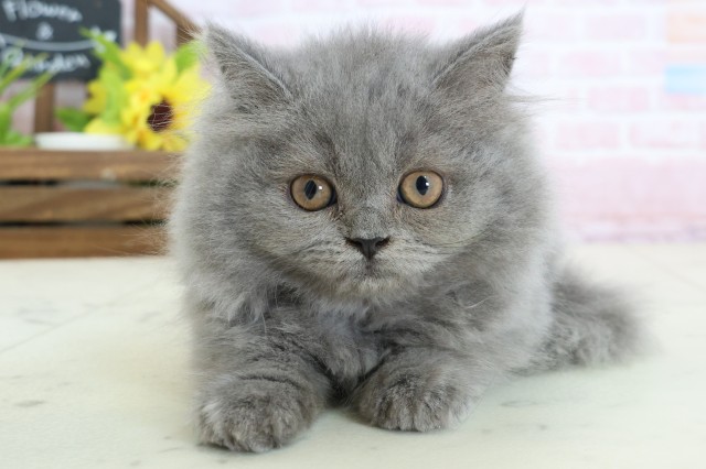 熊本県のブリティッシュロングヘアー (Coo&RIKUイオンモール宇城店/2026年1月11日生まれ/女の子/ブルー)の子猫の1枚目の画像