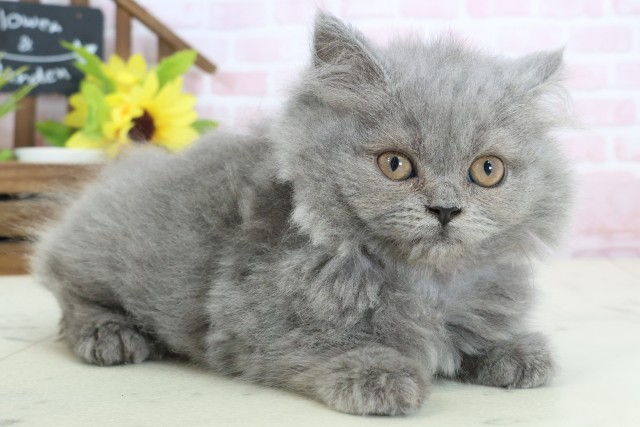 熊本県のブリティッシュロングヘアー (Coo&RIKUイオンモール宇城店/2026年1月11日生まれ/女の子/ブルー)の子猫の2枚目の画像