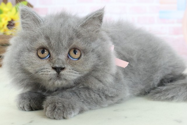 熊本県のブリティッシュロングヘアー (Coo&RIKUイオンモール宇城店/2026年1月11日生まれ/女の子/ブルー)の子猫の3枚目の画像