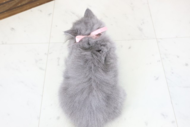 熊本県のブリティッシュロングヘアー (Coo&RIKUイオンモール宇城店/2026年1月11日生まれ/女の子/ブルー)の子猫の4枚目の画像