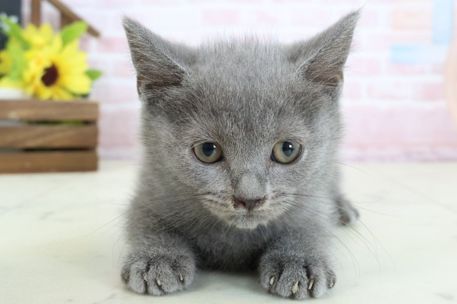 山口県のブリティッシュショートヘアー (Coo&RIKUサンパークあじす店/2026年1月26日生まれ/男の子/ブルー)の子猫の1枚目の画像