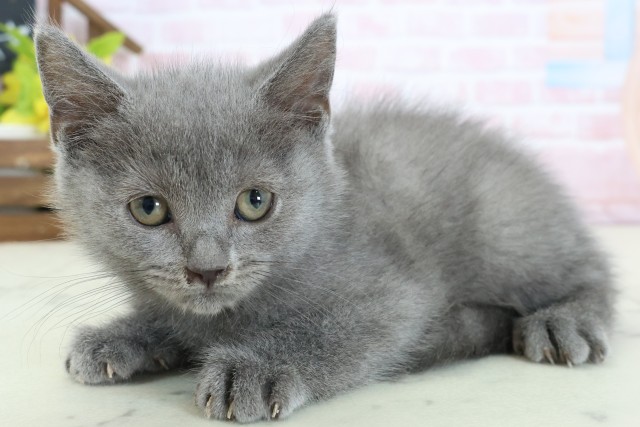 山口県のブリティッシュショートヘアー (Coo&RIKUサンパークあじす店/2026年1月26日生まれ/男の子/ブルー)の子猫の3枚目の画像