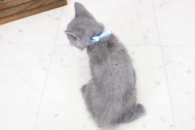 山口県のブリティッシュショートヘアー (Coo&RIKUサンパークあじす店/2026年1月26日生まれ/男の子/ブルー)の子猫の4枚目の画像