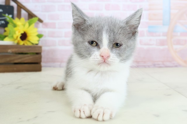徳島県のブリティッシュショートヘアー (Coo&RIKU徳島店/2026年1月26日生まれ/女の子/ブルーホワイト)の子猫の1枚目の画像
