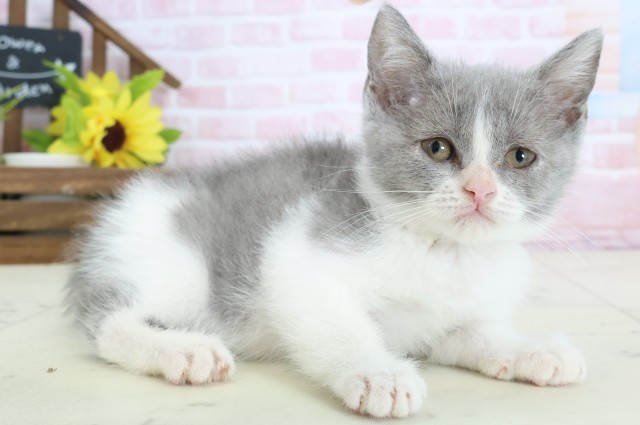 徳島県のブリティッシュショートヘアー (Coo&RIKU徳島店/2026年1月26日生まれ/女の子/ブルーホワイト)の子猫の2枚目の画像