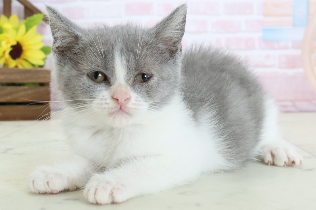 徳島県のブリティッシュショートヘアー (Coo&RIKU徳島店/2026年1月26日生まれ/女の子/ブルーホワイト)の子猫の3枚目の画像