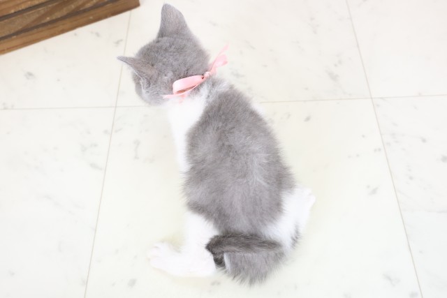 徳島県のブリティッシュショートヘアー (Coo&RIKU徳島店/2026年1月26日生まれ/女の子/ブルーホワイト)の子猫の4枚目の画像