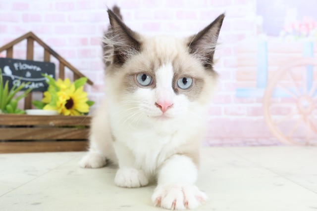 新潟県のラグドール (Coo&RIKUイオンモール新発田店/2025年12月12日生まれ/男の子/シールポイントバイカラー)の子猫の1枚目の画像