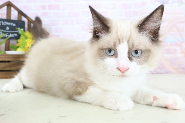 新潟県のラグドール (Coo&RIKUイオンモール新発田店/2025年12月12日生まれ/男の子/シールポイントバイカラー)の子猫の2枚目の画像