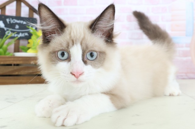 新潟県のラグドール (Coo&RIKUイオンモール新発田店/2025年12月12日生まれ/男の子/シールポイントバイカラー)の子猫の3枚目の画像