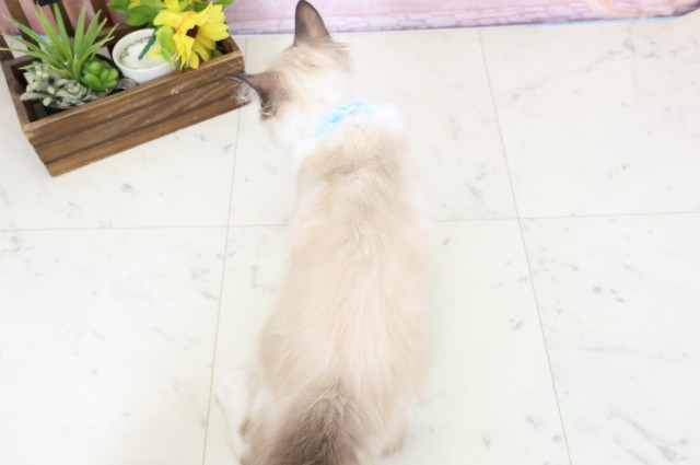 新潟県のラグドール (Coo&RIKUイオンモール新発田店/2025年12月12日生まれ/男の子/シールポイントバイカラー)の子猫の4枚目の画像