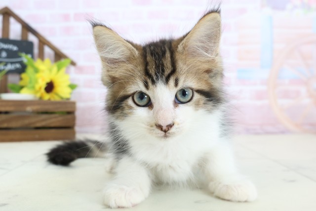北海道のメインクーン (Coo&RIKU室蘭店/2026年1月29日生まれ/男の子/ブラウンタビーホワイト)の子猫の1枚目の画像