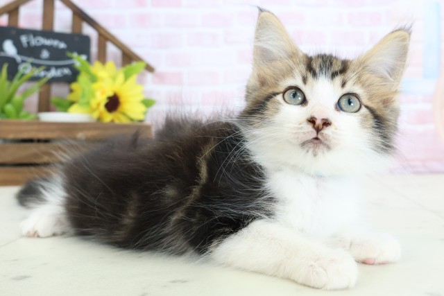 北海道のメインクーン (Coo&RIKU室蘭店/2026年1月29日生まれ/男の子/ブラウンタビーホワイト)の子猫の2枚目の画像