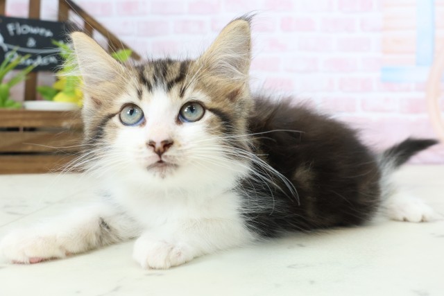 北海道のメインクーン (Coo&RIKU室蘭店/2026年1月29日生まれ/男の子/ブラウンタビーホワイト)の子猫の3枚目の画像