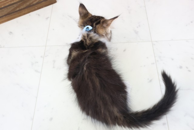 北海道のメインクーン (Coo&RIKU室蘭店/2026年1月29日生まれ/男の子/ブラウンタビーホワイト)の子猫の4枚目の画像