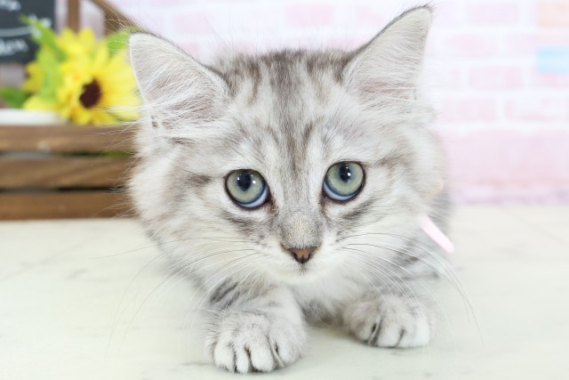 ミヌエット（長足）