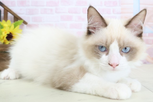 新潟県のラグドール (Coo&RIKU新潟西店/2025年12月10日生まれ/男の子/シールポイントバイカラー)の子猫の2枚目の画像