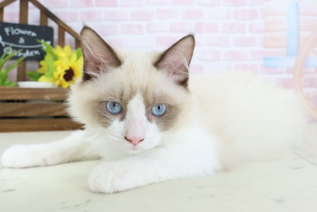 新潟県のラグドール (Coo&RIKU新潟西店/2025年12月10日生まれ/男の子/シールポイントバイカラー)の子猫の3枚目の画像