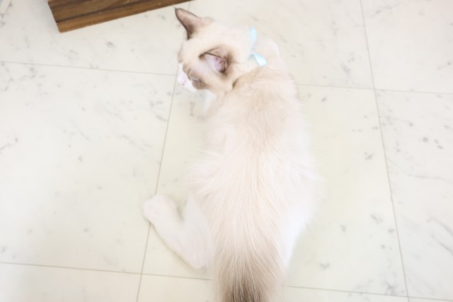 新潟県のラグドール (Coo&RIKU新潟西店/2025年12月10日生まれ/男の子/シールポイントバイカラー)の子猫の4枚目の画像