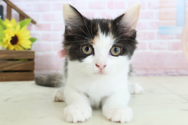 熊本県のラガマフィン (Coo&RIKUカリーノ玉名店/2026年1月11日生まれ/女の子/トービーホワイト)の子猫