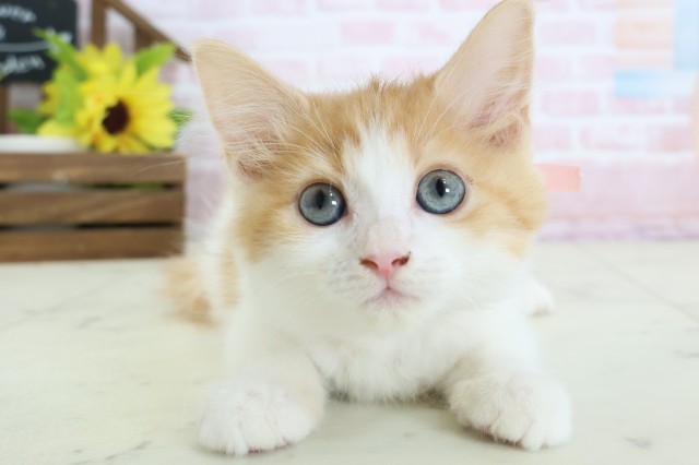 沖縄県のラガマフィン (Coo&RIKU沖縄浦添店/2026年1月11日生まれ/女の子/レッドタビーホワイト)の子猫