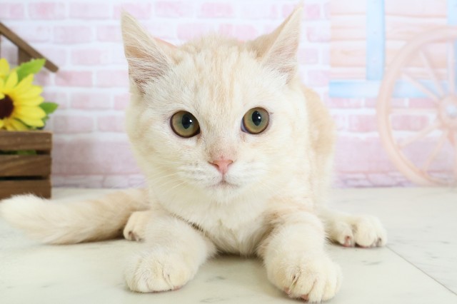 福岡県のキンカロー (Coo&RIKU黒崎店/2025年10月15日生まれ/女の子/クリームタビー)の子猫の1枚目の画像