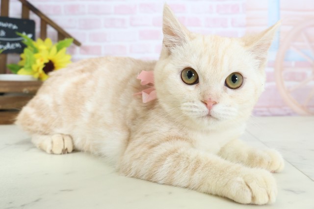 福岡県のキンカロー (Coo&RIKU黒崎店/2025年10月15日生まれ/女の子/クリームタビー)の子猫の2枚目の画像