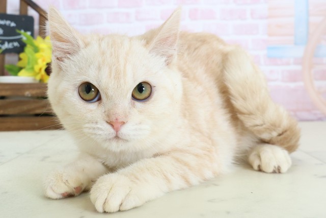 福岡県のキンカロー (Coo&RIKU黒崎店/2025年10月15日生まれ/女の子/クリームタビー)の子猫の3枚目の画像