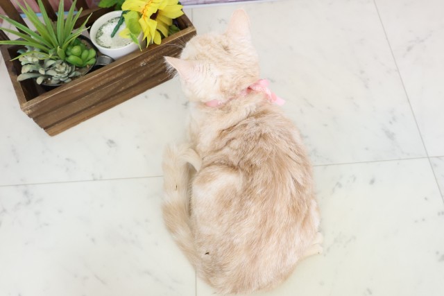 福岡県のキンカロー (Coo&RIKU黒崎店/2025年10月15日生まれ/女の子/クリームタビー)の子猫の4枚目の画像