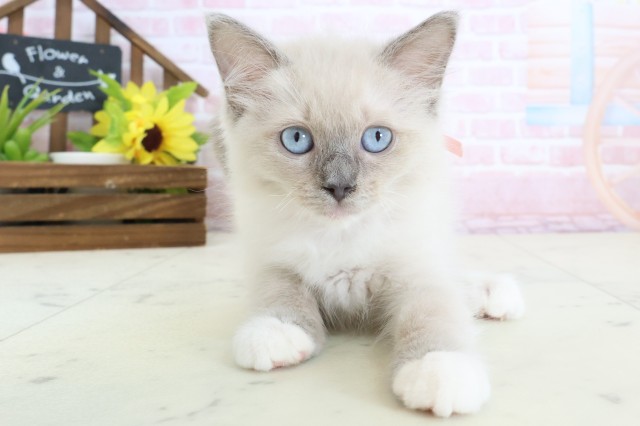 岡山県のラグドール (Coo&RIKU岡山店/2026年1月10日生まれ/女の子/ブルーポイントミテッド)の子猫の1枚目の画像