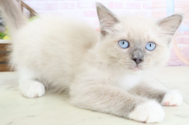 岡山県のラグドール (Coo&RIKU岡山店/2026年1月10日生まれ/女の子/ブルーポイントミテッド)の子猫の2枚目の画像