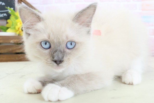 岡山県のラグドール (Coo&RIKU岡山店/2026年1月10日生まれ/女の子/ブルーポイントミテッド)の子猫の3枚目の画像