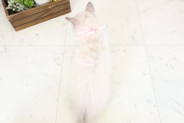 岡山県のラグドール (Coo&RIKU岡山店/2026年1月10日生まれ/女の子/ブルーポイントミテッド)の子猫の4枚目の画像