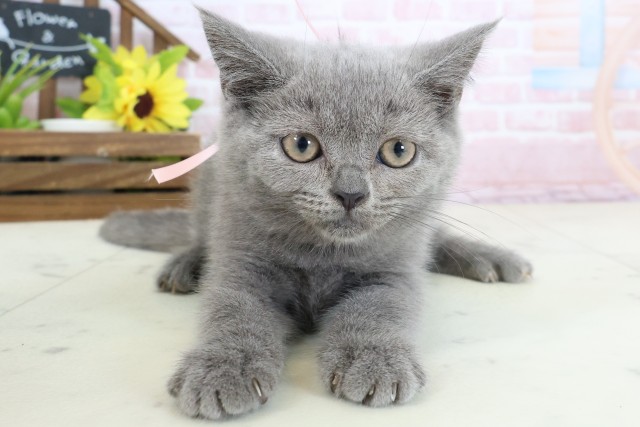 石川県のブリティッシュショートヘアー (Coo&RIKU金沢店/2026年1月24日生まれ/女の子/ブルー)の子猫
