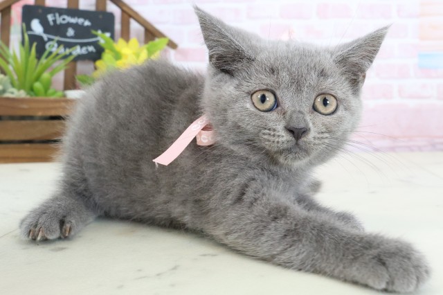 石川県のブリティッシュショートヘアー (Coo&RIKU金沢店/2026年1月24日生まれ/女の子/ブルー)の子猫の2枚目の画像