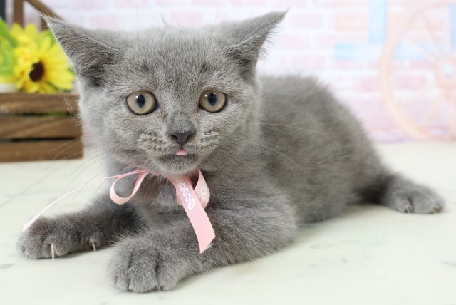 石川県のブリティッシュショートヘアー (Coo&RIKU金沢店/2026年1月24日生まれ/女の子/ブルー)の子猫の3枚目の画像