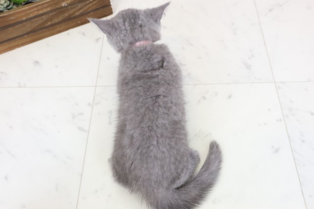 石川県のブリティッシュショートヘアー (Coo&RIKU金沢店/2026年1月24日生まれ/女の子/ブルー)の子猫の4枚目の画像