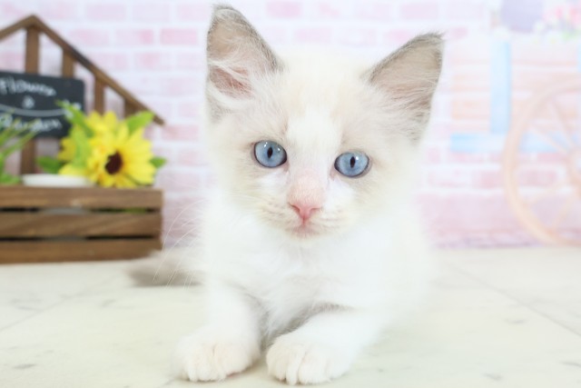 山口県のラグドール (Coo&RIKUサンパークあじす店/2026年1月28日生まれ/男の子/ブルーポイントバイカラー)の子猫の1枚目の画像