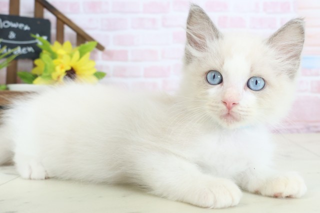 山口県のラグドール (Coo&RIKUサンパークあじす店/2026年1月28日生まれ/男の子/ブルーポイントバイカラー)の子猫の2枚目の画像