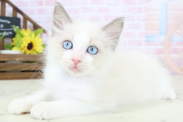 山口県のラグドール (Coo&RIKUサンパークあじす店/2026年1月28日生まれ/男の子/ブルーポイントバイカラー)の子猫の3枚目の画像
