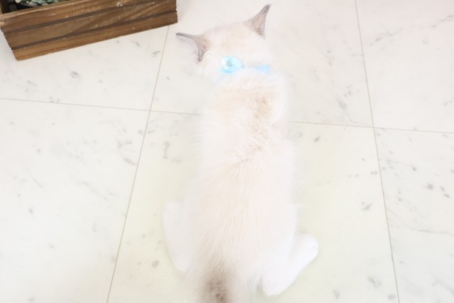 山口県のラグドール (Coo&RIKUサンパークあじす店/2026年1月28日生まれ/男の子/ブルーポイントバイカラー)の子猫の4枚目の画像