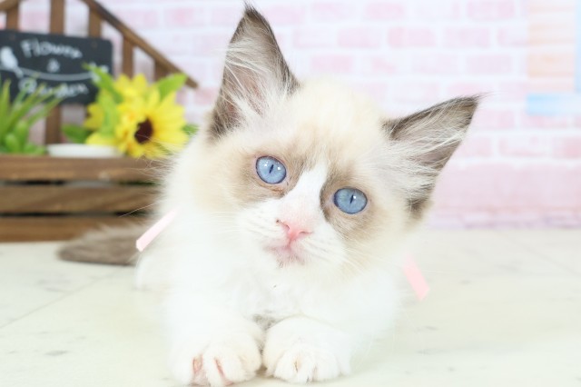 広島県のラグドール (Coo&RIKU広島北店/2026年1月28日生まれ/女の子/シールポイントバイカラー)の子猫の1枚目の画像