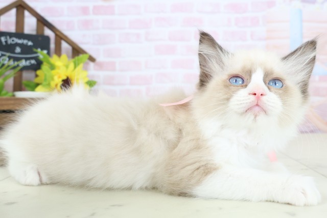 広島県のラグドール (Coo&RIKU広島北店/2026年1月28日生まれ/女の子/シールポイントバイカラー)の子猫の2枚目の画像