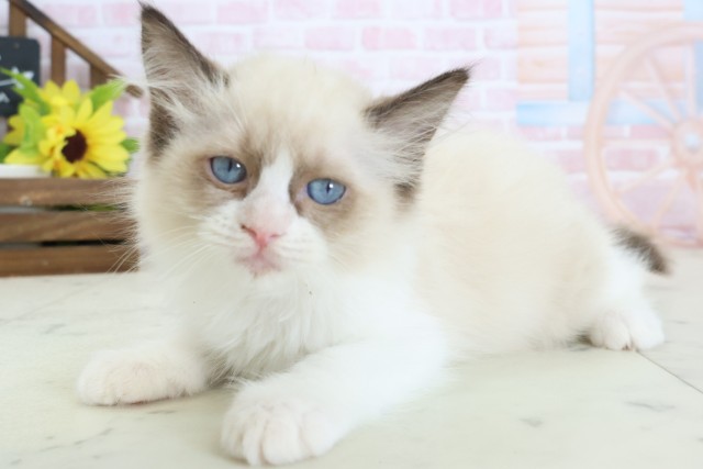 広島県のラグドール (Coo&RIKU広島北店/2026年1月28日生まれ/女の子/シールポイントバイカラー)の子猫の3枚目の画像
