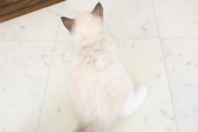 広島県のラグドール (Coo&RIKU広島北店/2026年1月28日生まれ/女の子/シールポイントバイカラー)の子猫の4枚目の画像